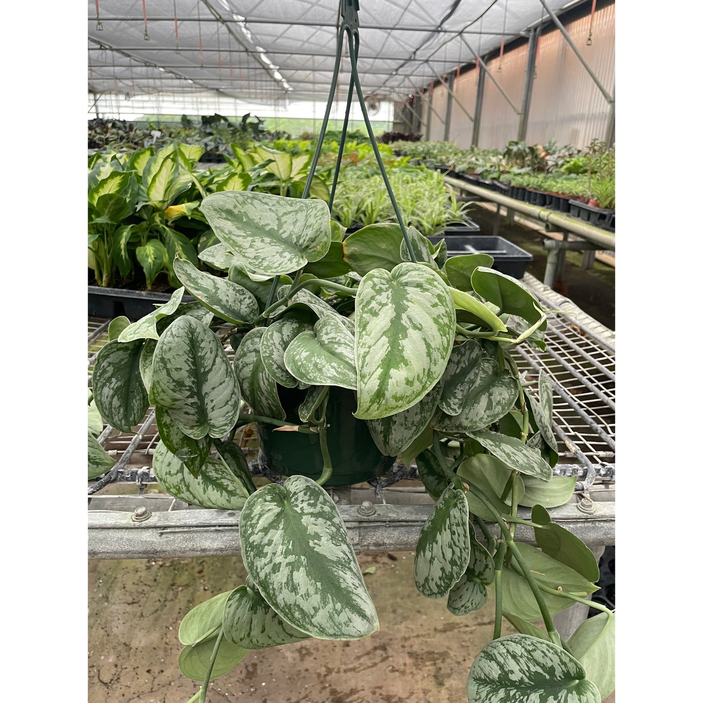 Pothos 'Silver Splash'