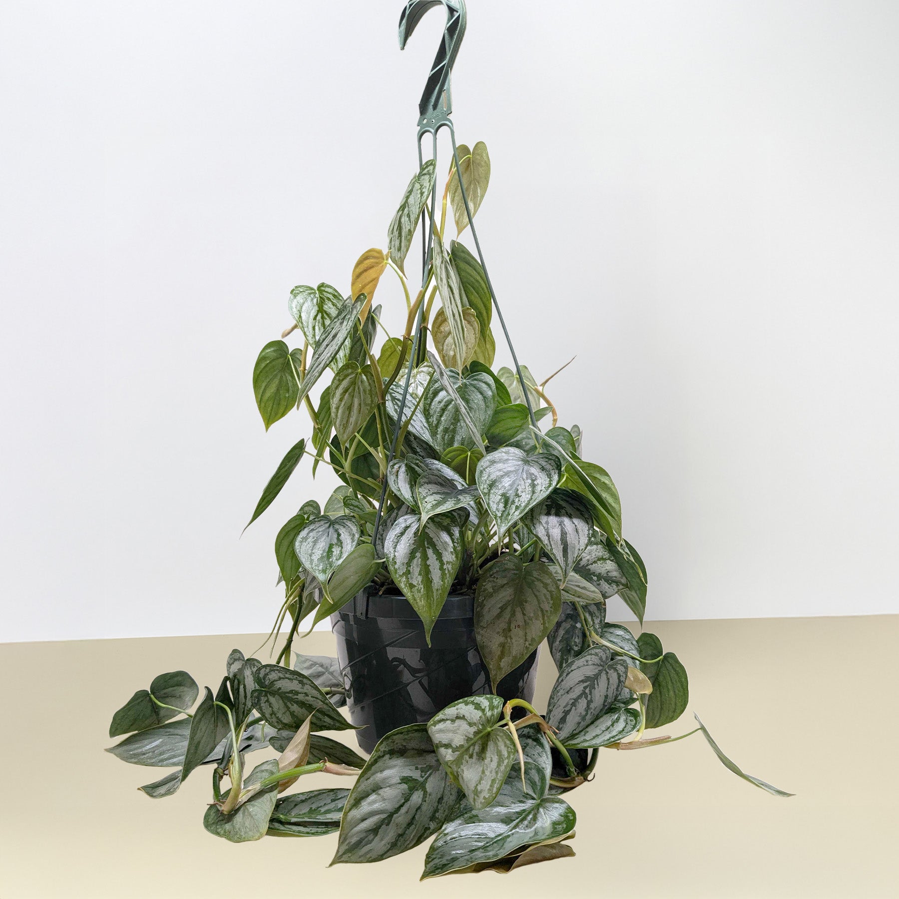 philodendron brandi lowes Philodendron Brandi 4"