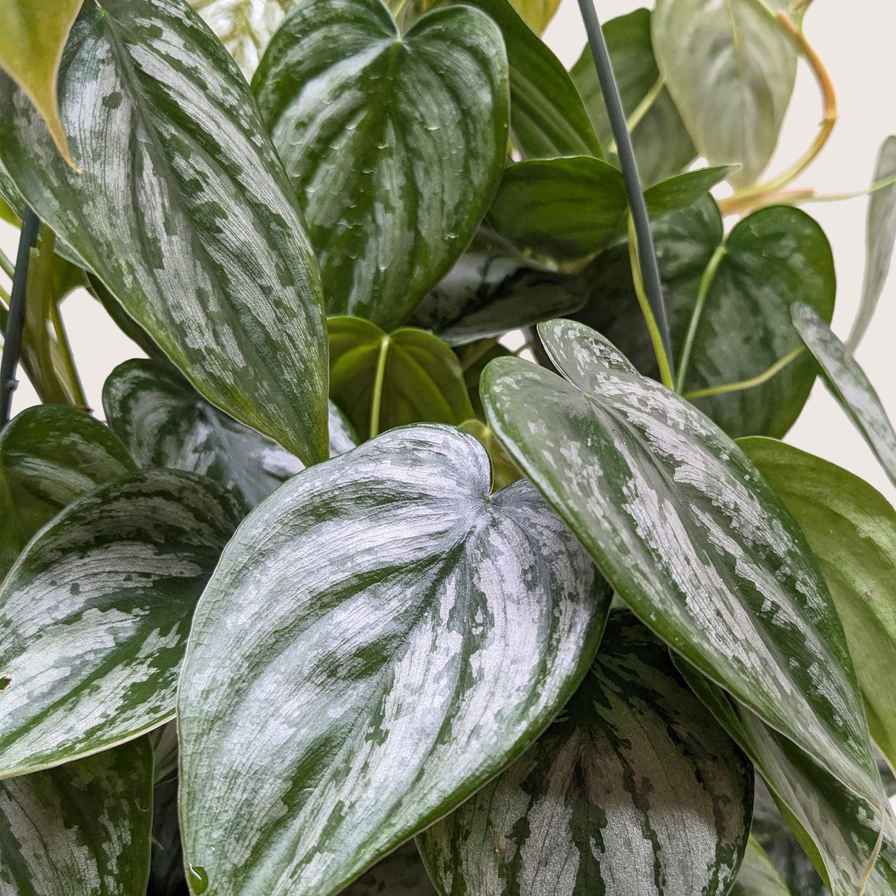 philodendron brand Philodendron Brandi 4"