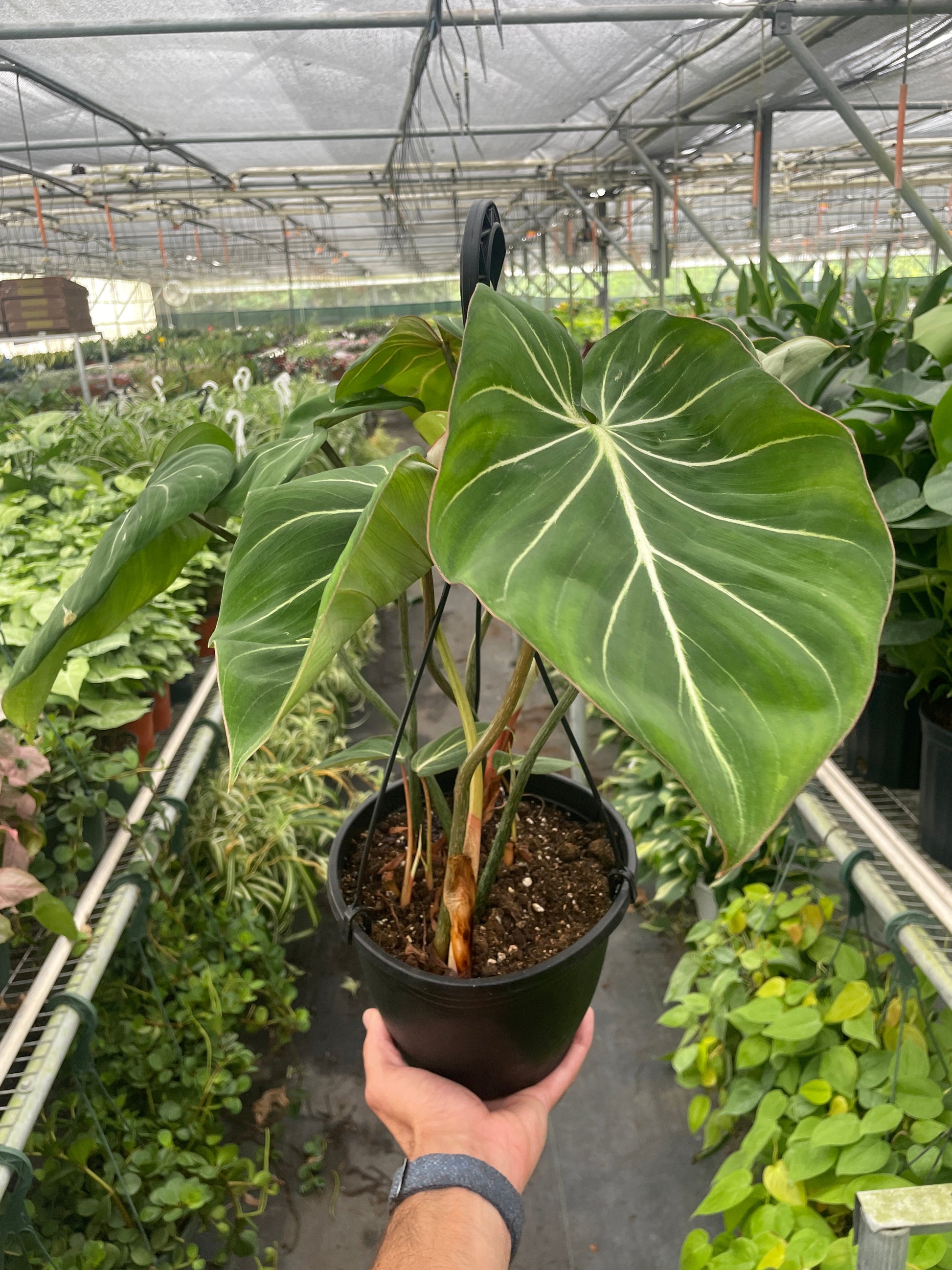 philodendron gloriosum forms Philodendron 'Gloriosum'