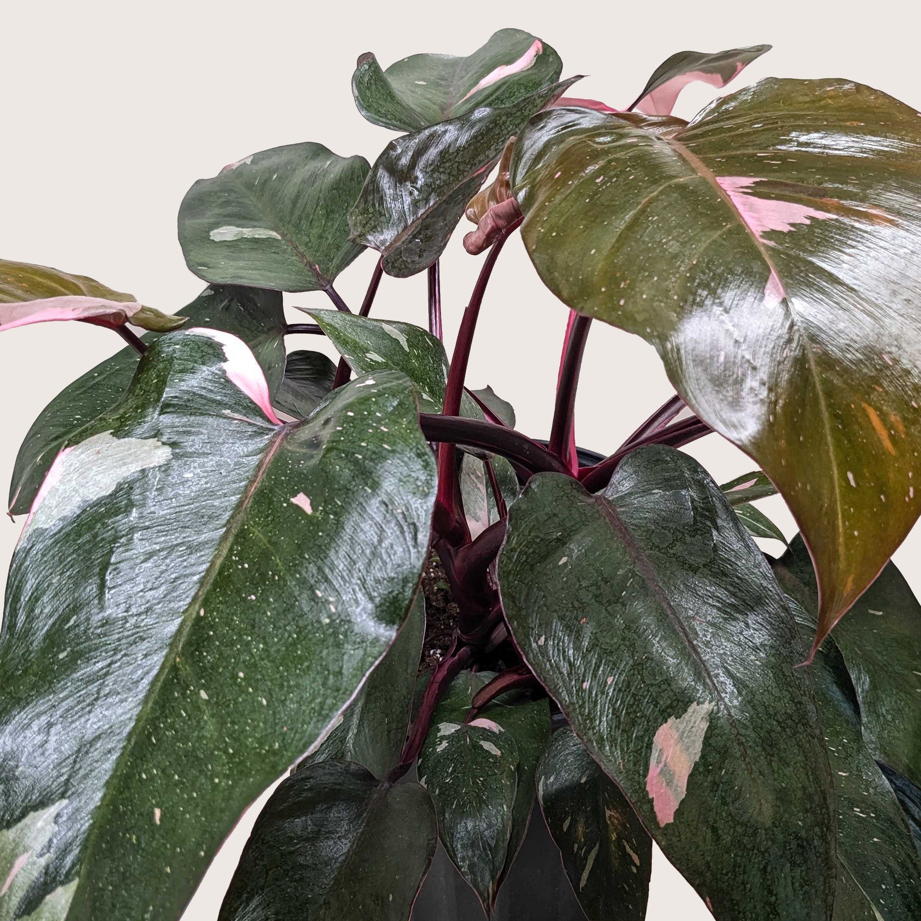 philodendron & 39 Philodendron 'Pink Princess' 6" Pot / Nursery Pot