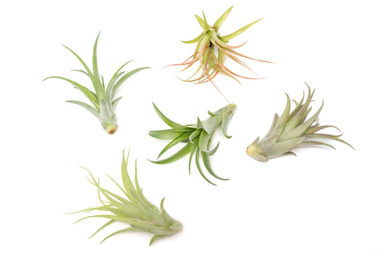 Tillandsia Abdita Brachycaulos Air Plants -  Set of 10, 20 or 30