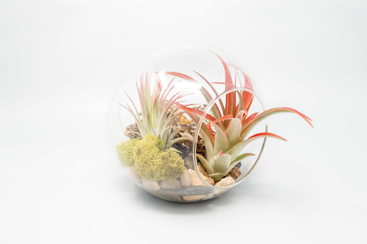 Large Glass Terrarium with 2 Open Ends