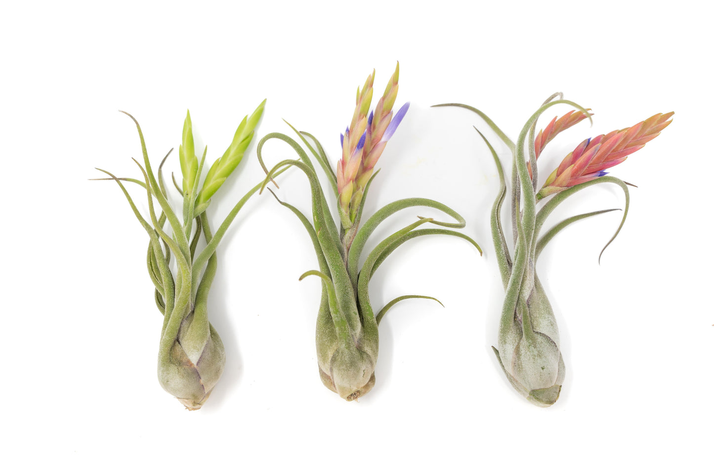 Tillandsia Caput Medusae Air Plants - Set of 10 or 20