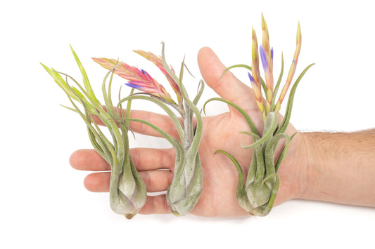 Tillandsia Caput Medusae Air Plants - Set of 10 or 20