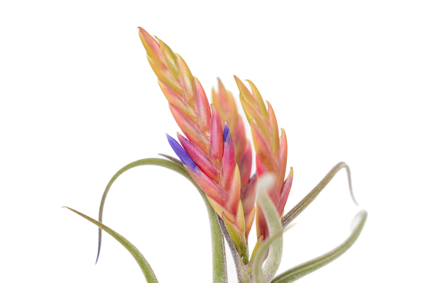 SALE - XL Tillandsia Caput Medusae - Set of 5 or 10 Air Plants - 50% Off