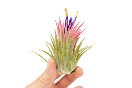 Large Tillandsia Ionantha Rubra Air Plants - Set of 10 or 20