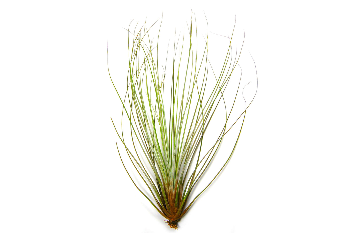 Large Tillandsia Juncifolia Air Plants /  8-12 Inch Plants