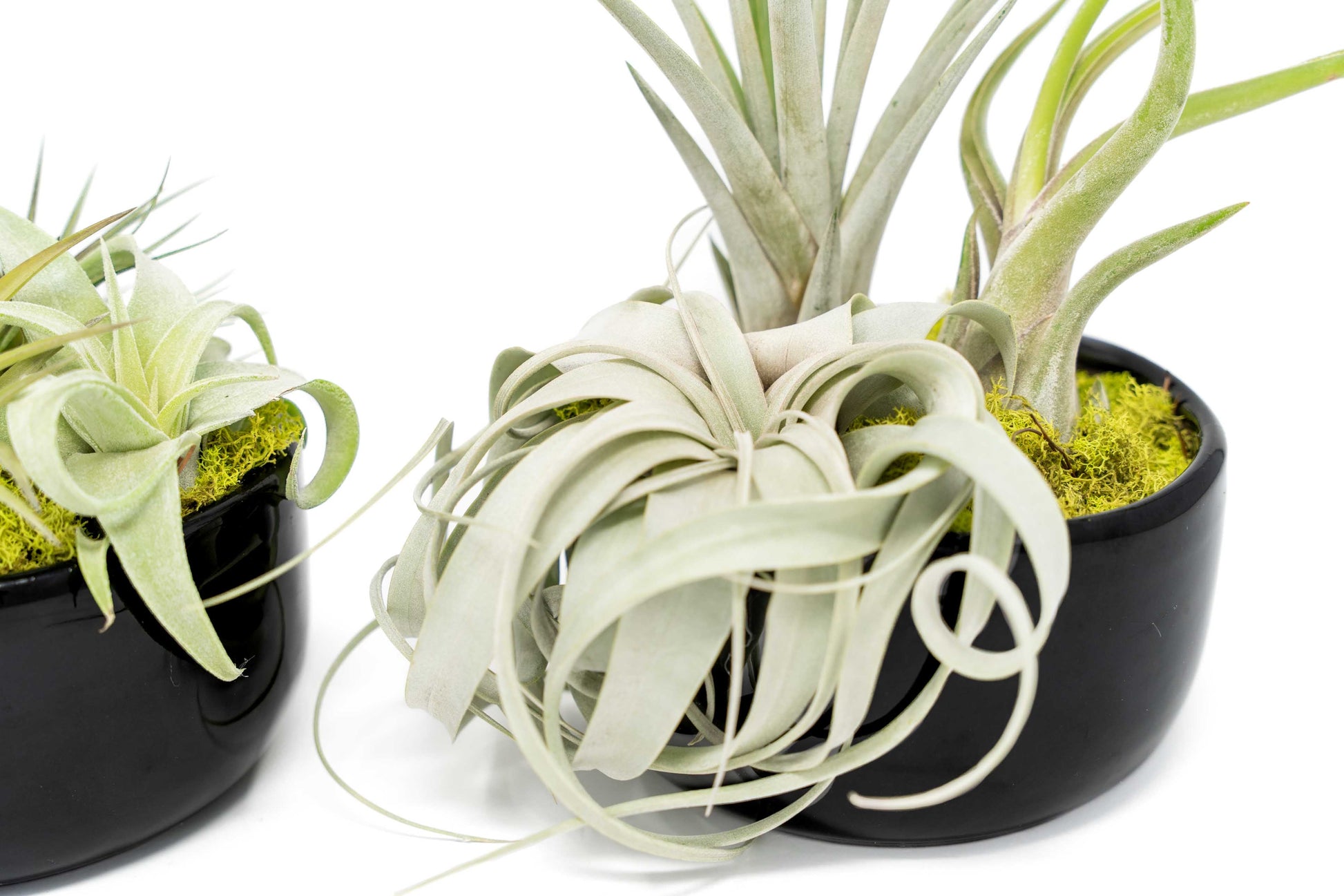 air plant dish Large Fully Assembled Air Plant Bowl Garden