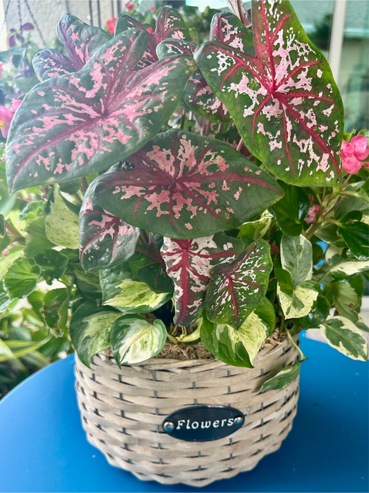 8” Grey Whicker Basket planted with live shade loving plants