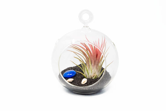 Set of 3 Beachy Globe Terrariums with Black Sand