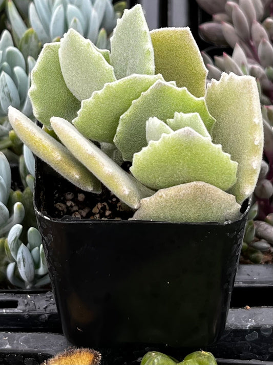 Kalanchoe Milottii