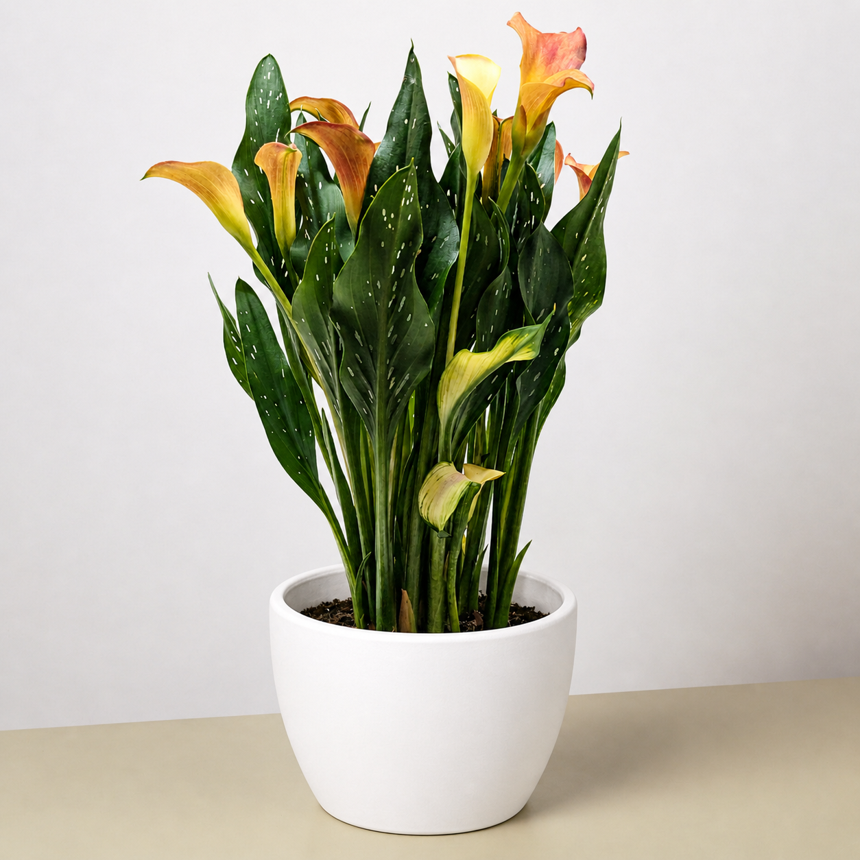 Calla Lily