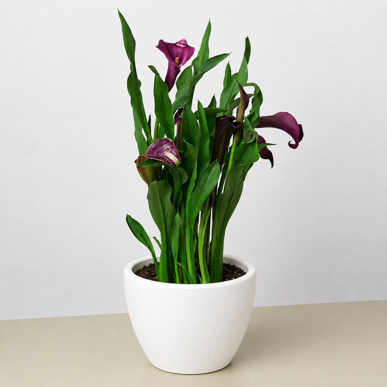 Calla Lily