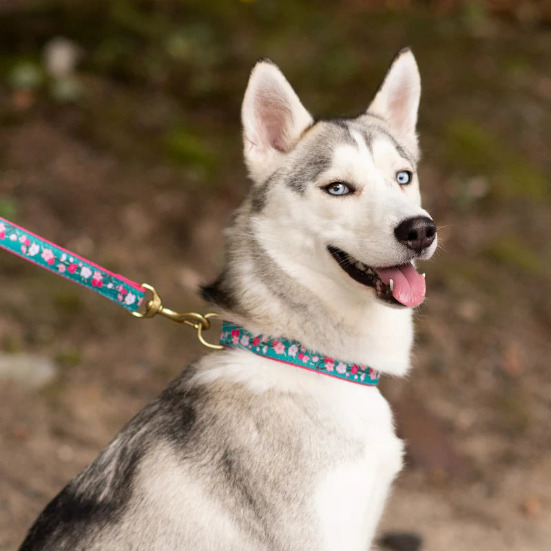 Up Country Cherry Blossoms Dog Collar & Leash Matching Set