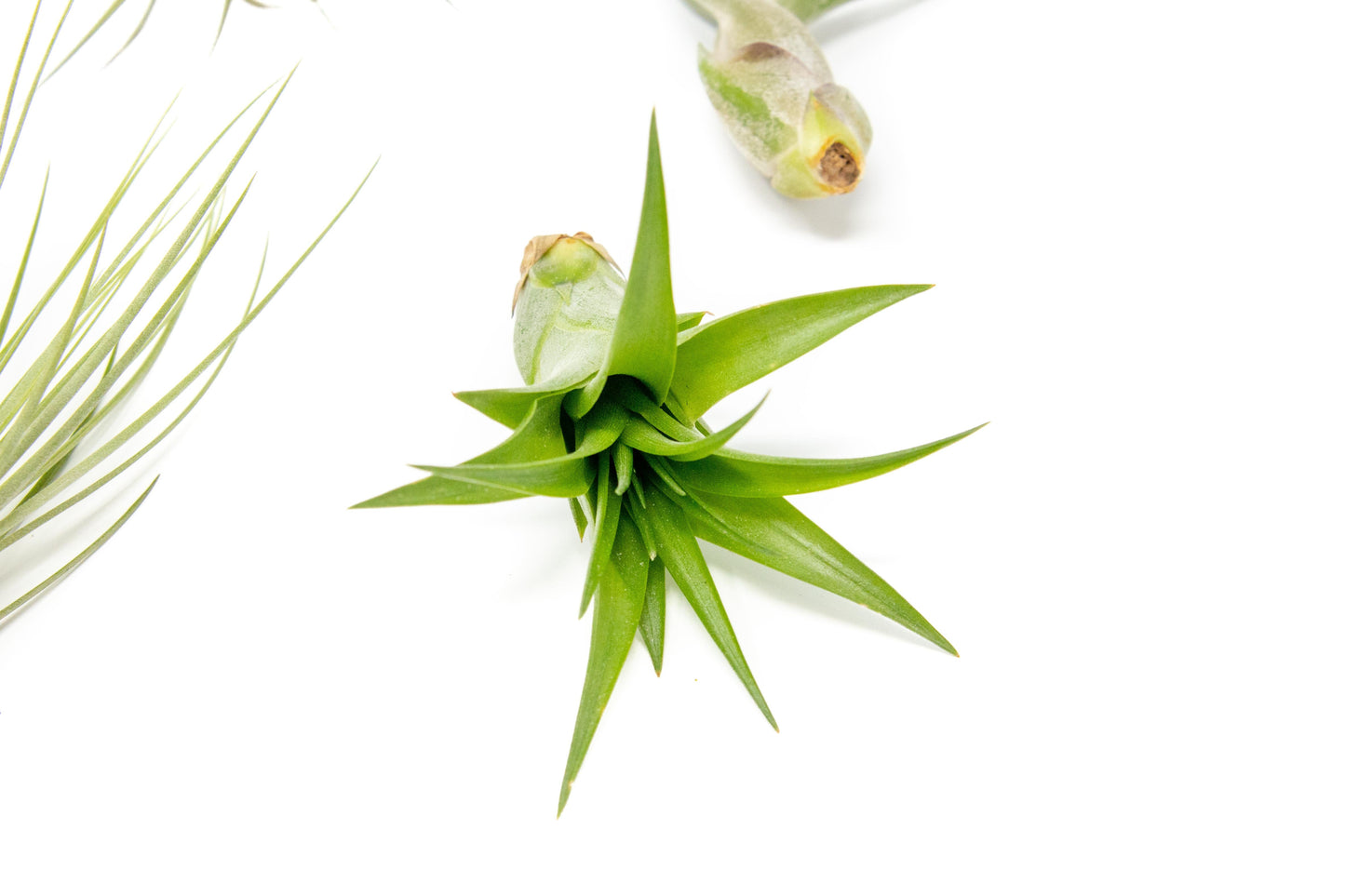 The Elegant Collection of Tillandsia Air Plants - Set of 10, 20, or 30