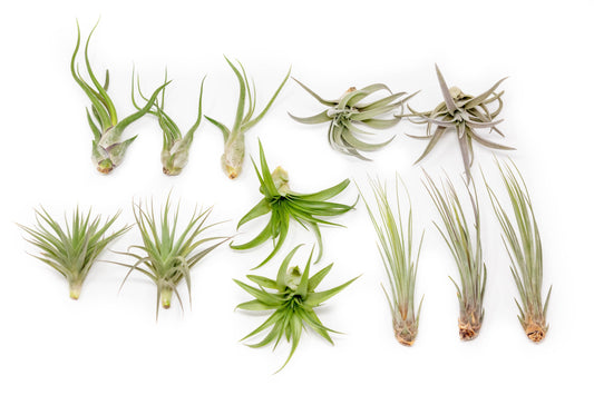 The Elegant Collection of Tillandsia Air Plants - Set of 10, 20, or 30
