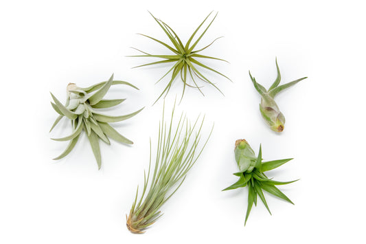 The Elegant Collection of Tillandsia Air Plants - Set of 10, 20, or 30