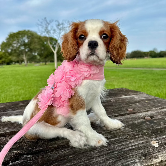 Dainty Flower Dog Harness & Leash Set