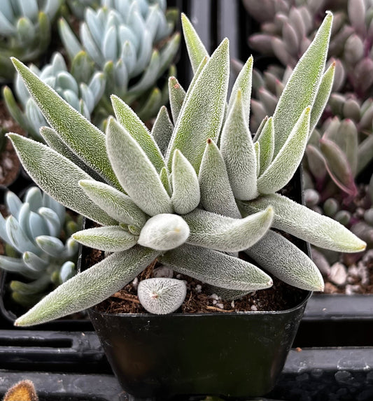 Crassula Mesembryanthemoides
