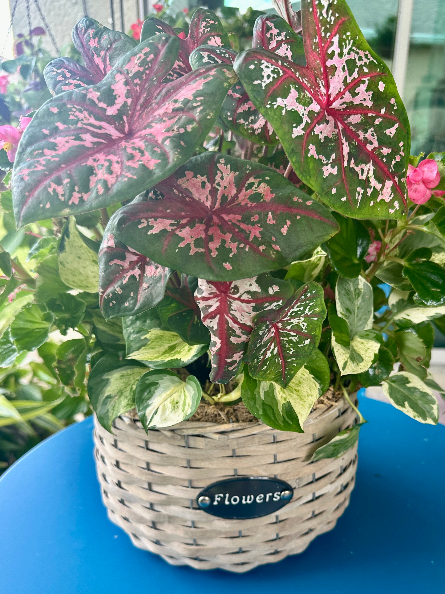 Whicker basket set of shade loving live plants