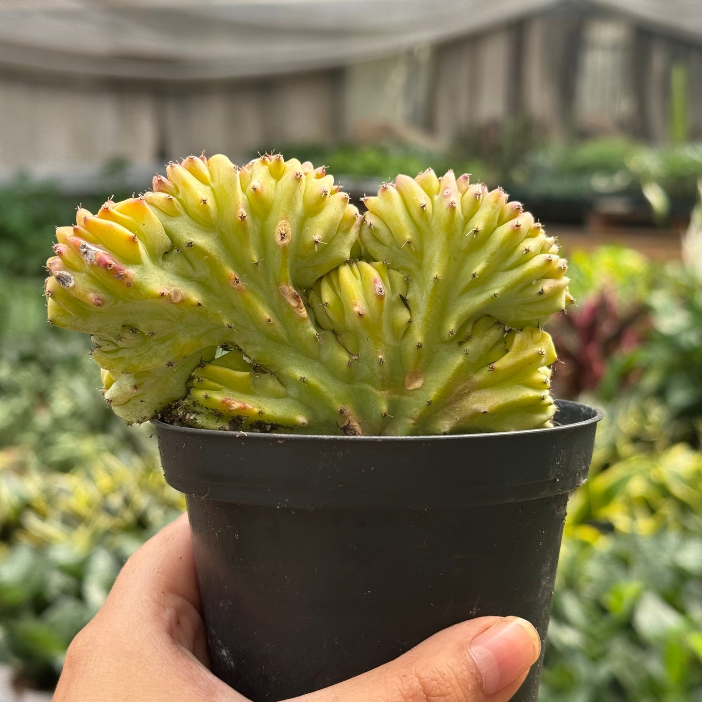 Succulent Euphorbia Lactea 'Mermaid Tail'