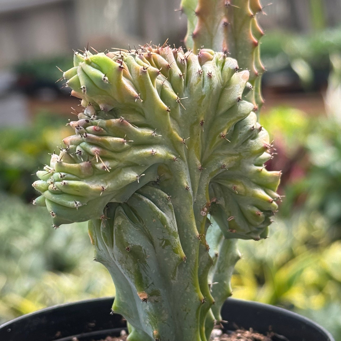 Succulent Euphorbia Lactea 'Mermaid Tail'