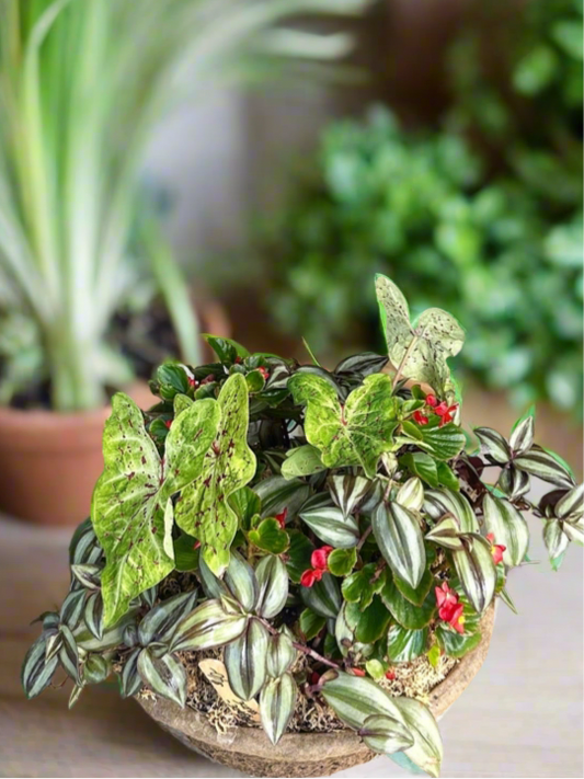 12 inch diameter fiber drop in Bowl with shade loving live outdoor plants