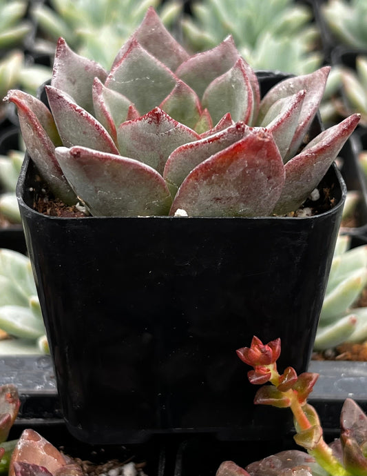 Echeveria Moranii