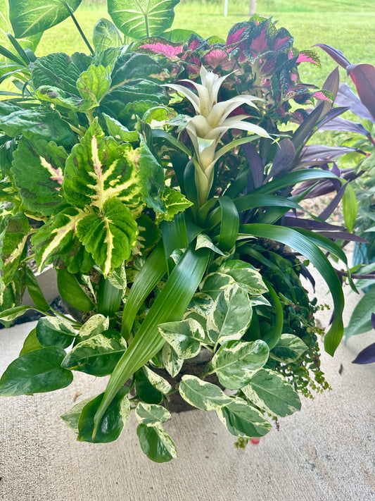 14” Diameter Lush Planted Fiber Pot with Live Shade Loving Tropical Foliage