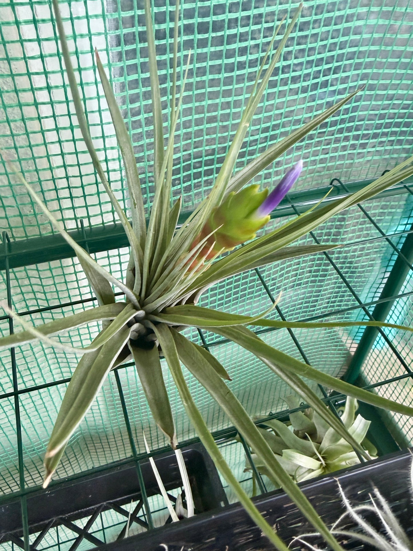 Premium Tillandsia Tricolor Air Plant — Actively Blooming!