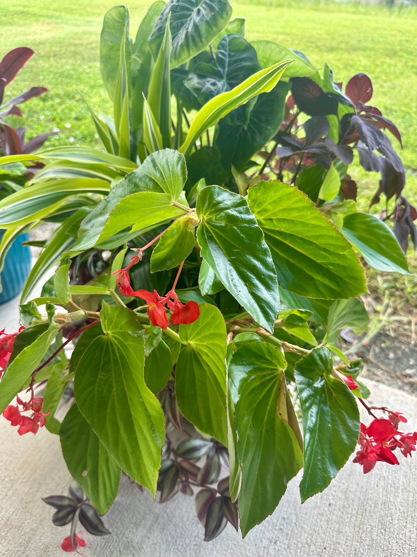 Trio of fiber drop-in planters of live shade loving plants