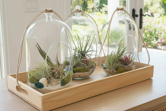 Air Plant Capsule Terrarium (Coastal Collection)