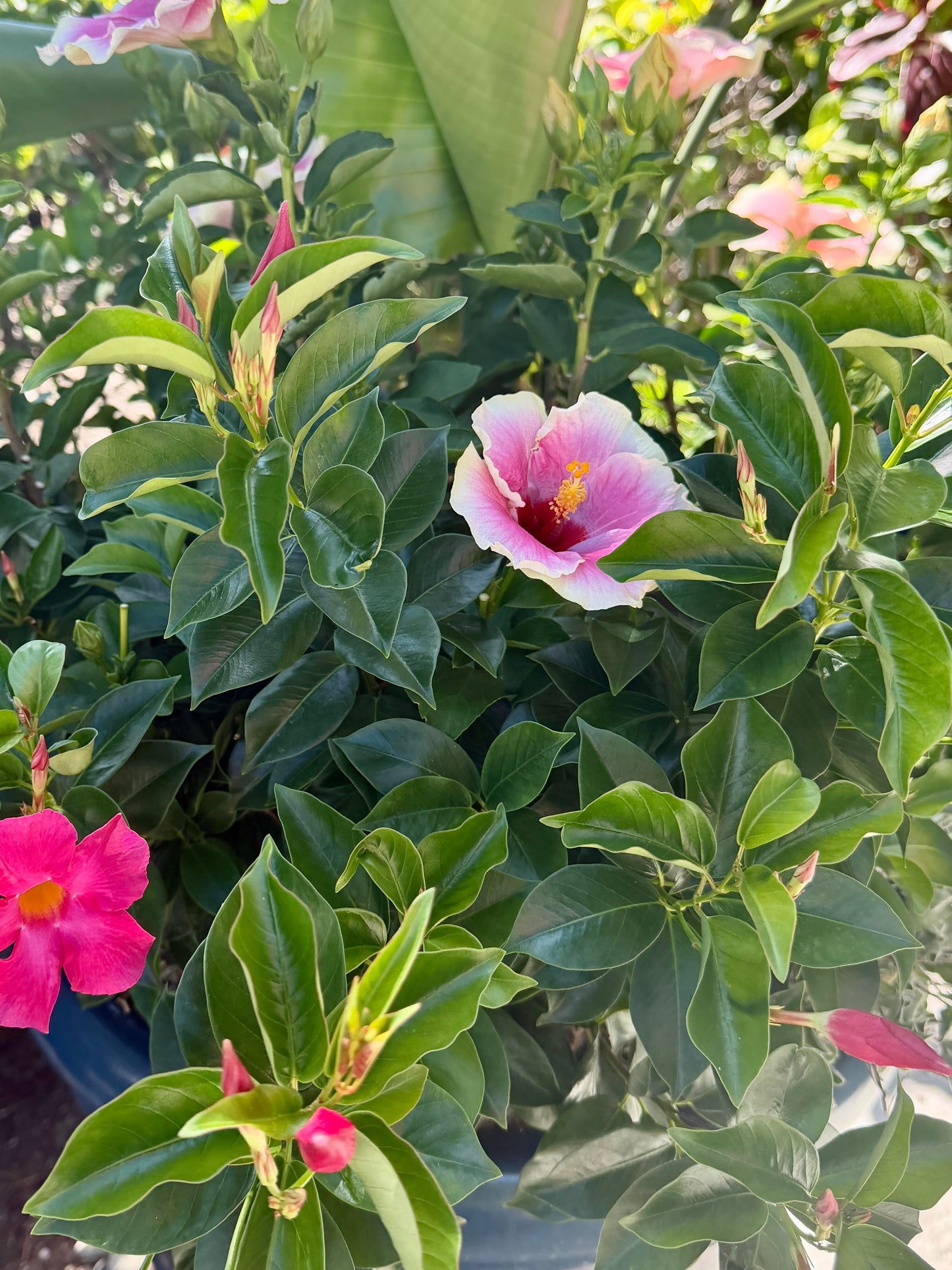 “Big Tropical Punch” Statement Planter