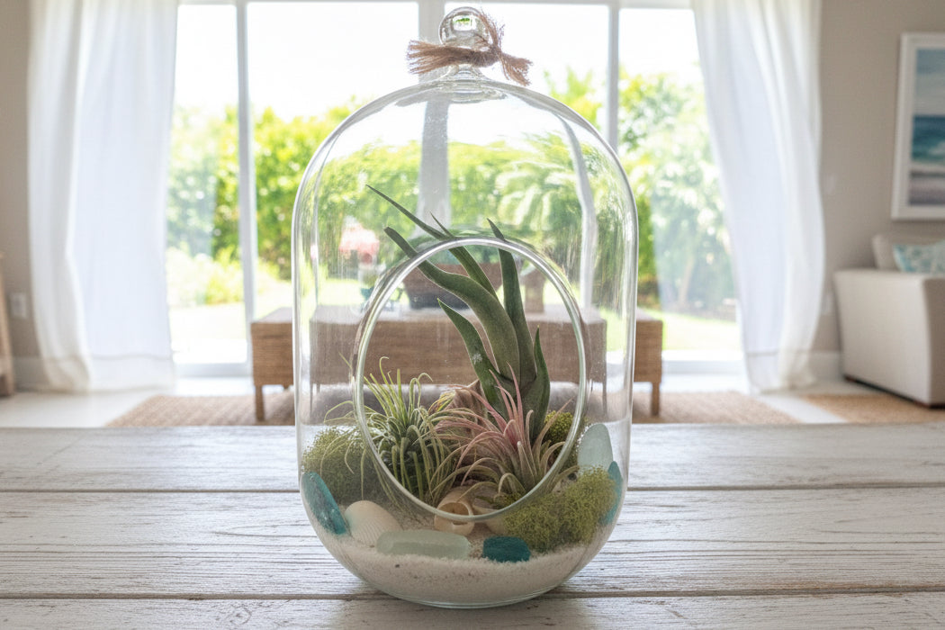 Air Plant Capsule Terrarium (Coastal Collection)