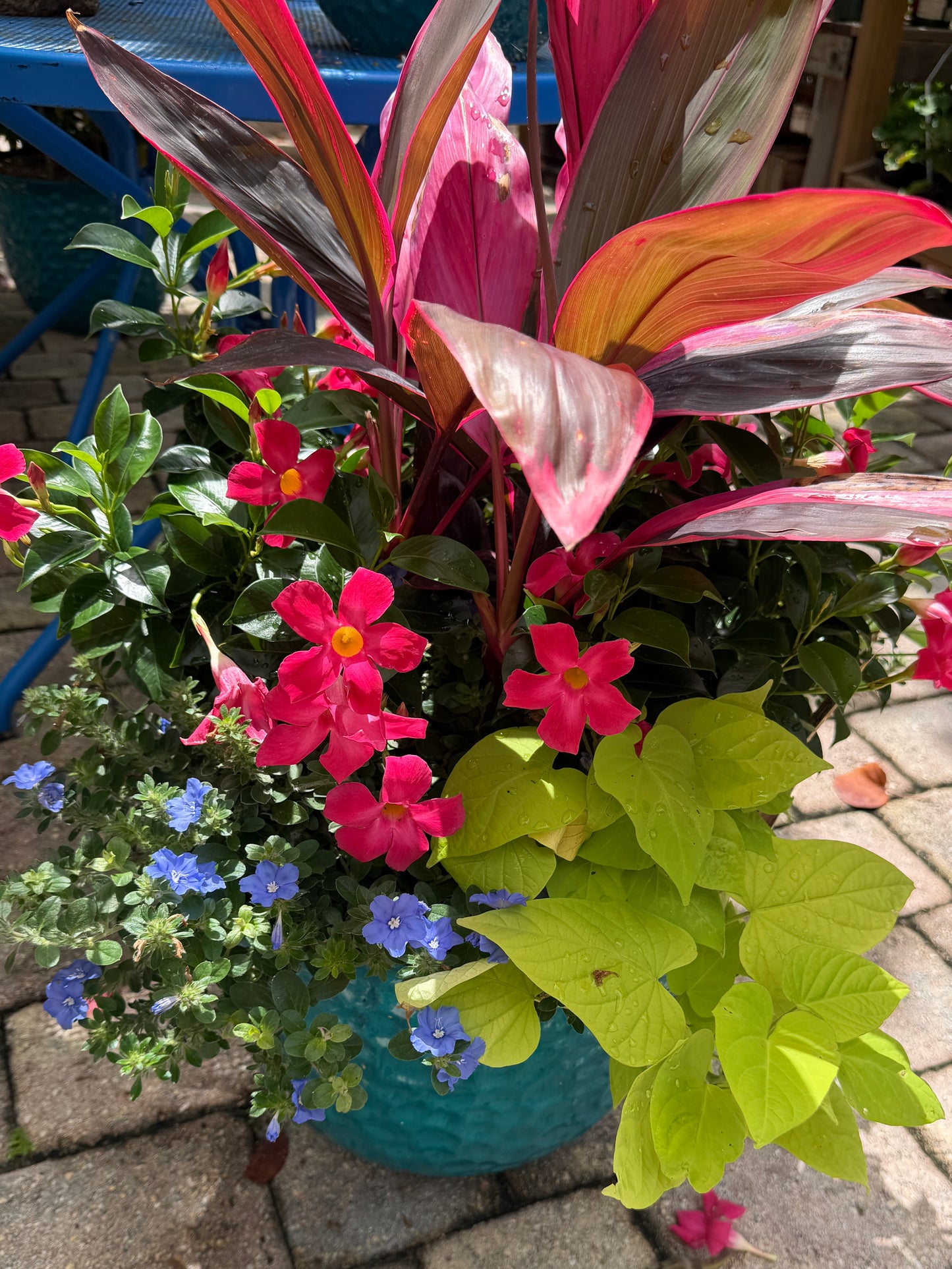 “Tropical Punch” Large Planter