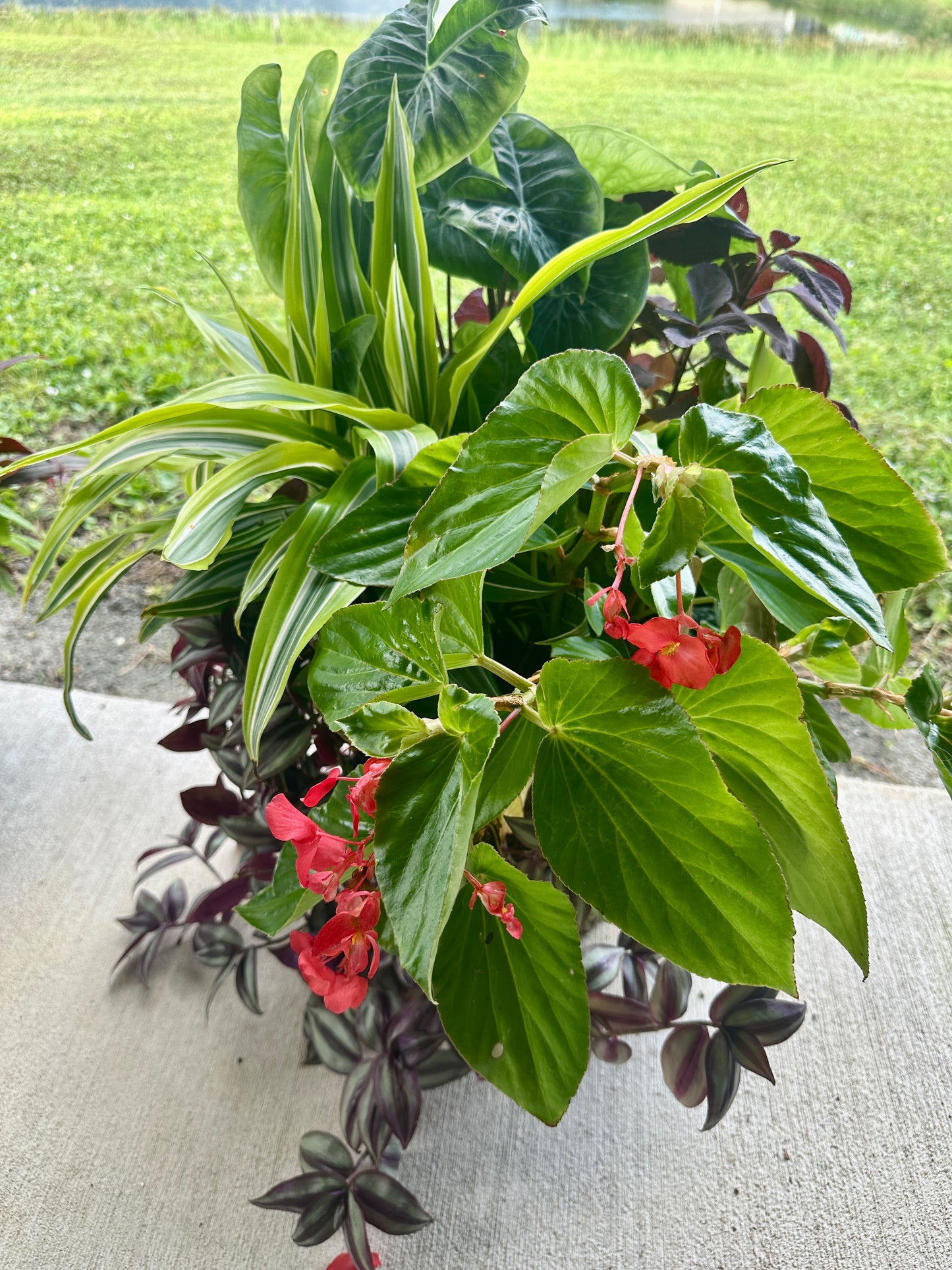 Trio of fiber drop-in planters of live shade loving plants