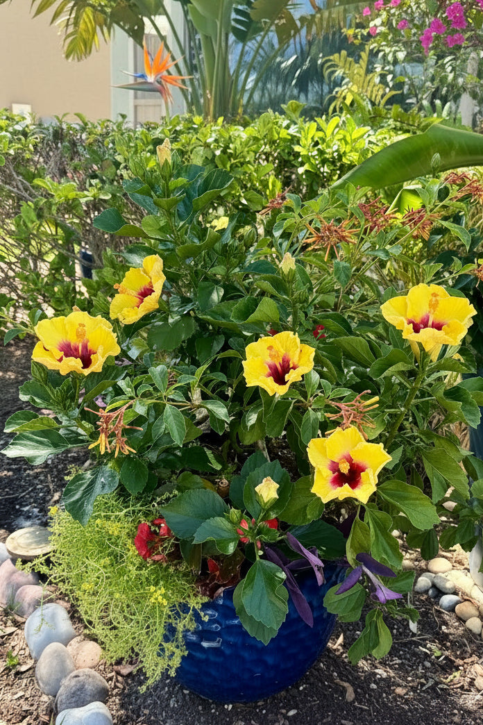 “Tropical Heat” Patio Planter