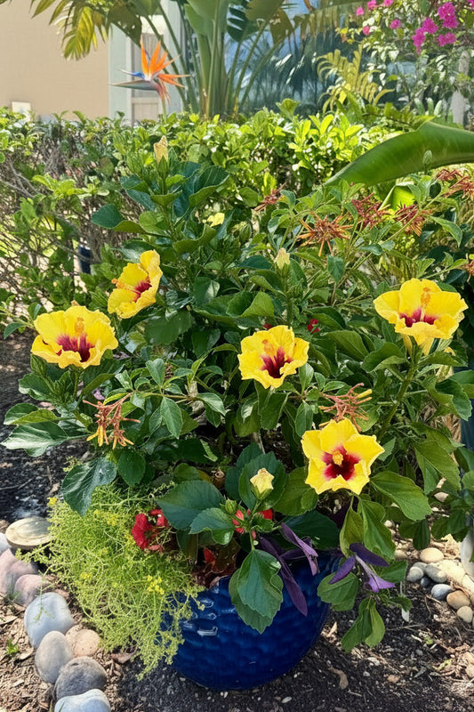 “Tropical Heat” Patio Planter