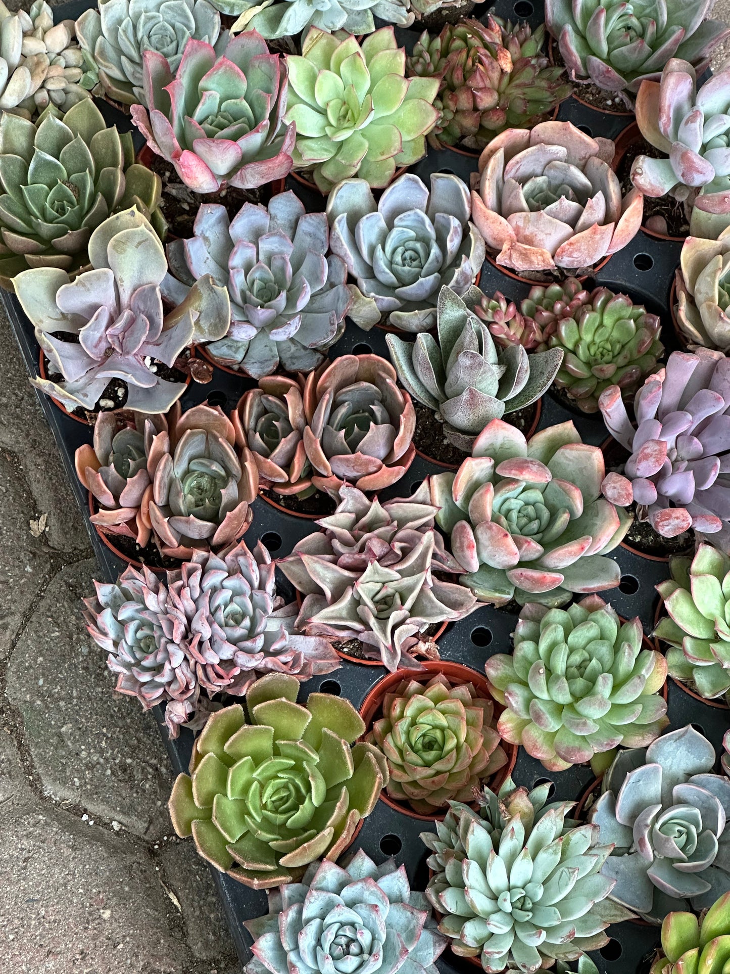 Rosette Variety Tray of 40