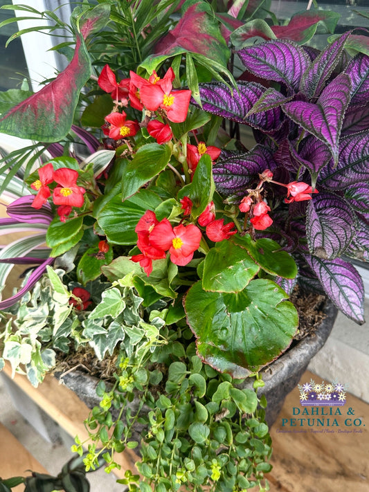 12 inch Drop-In Fiber Planter with shade loving live outdoor plants