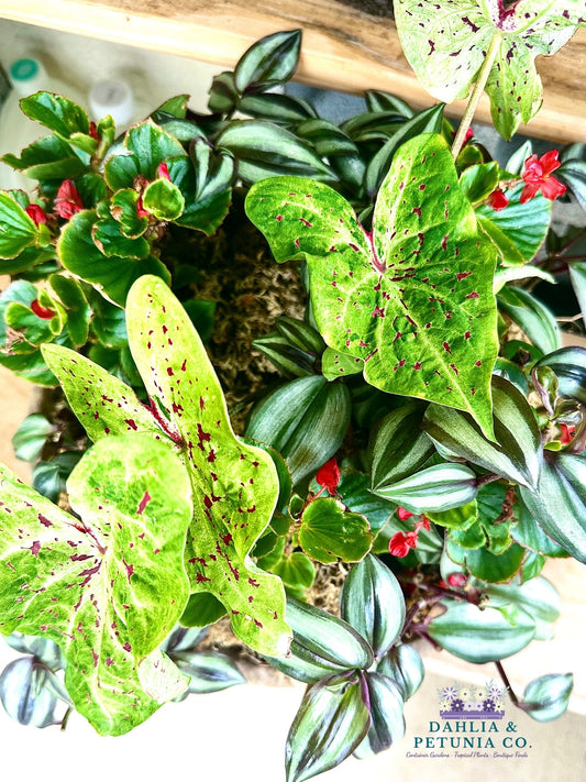 12 inch diameter fiber drop in Bowl with shade loving live outdoor plants