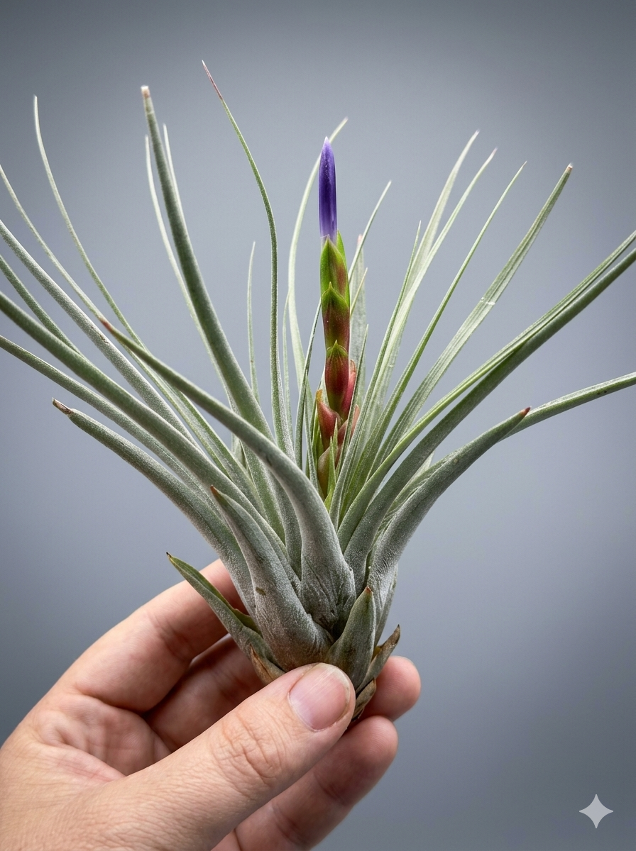 Premium Tillandsia Tricolor Air Plant — Actively Blooming!