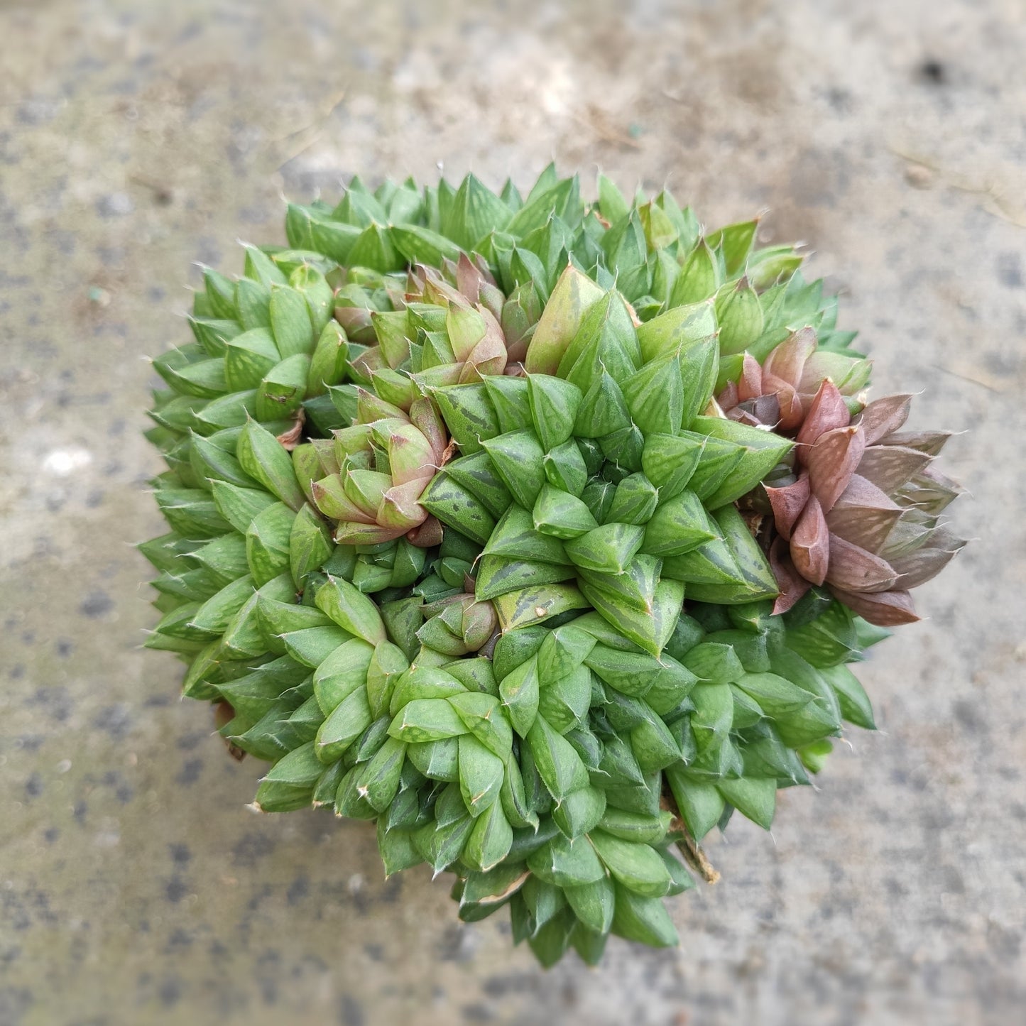Haworthia marumiana var. batesiana