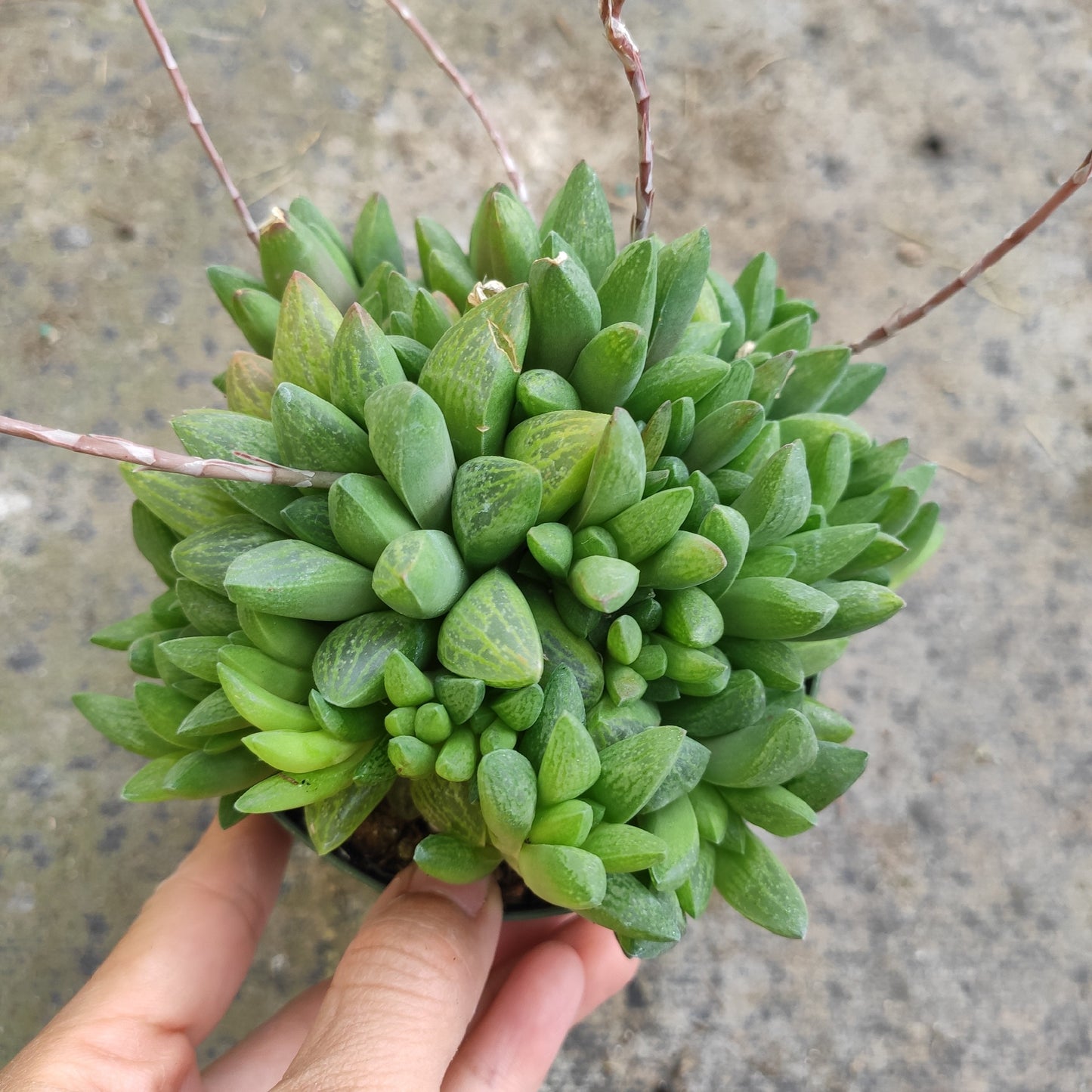 Haworthia turgida X