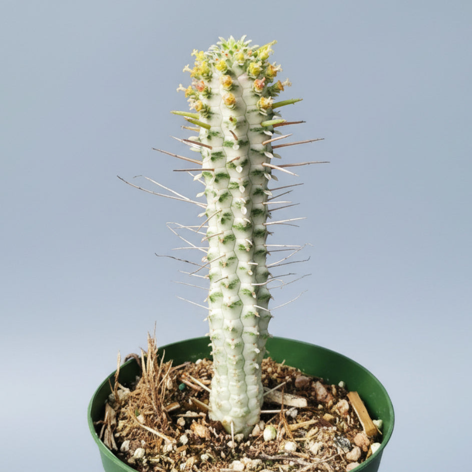 Variegated Corn Cob Cactus Euphorbia mammillaris