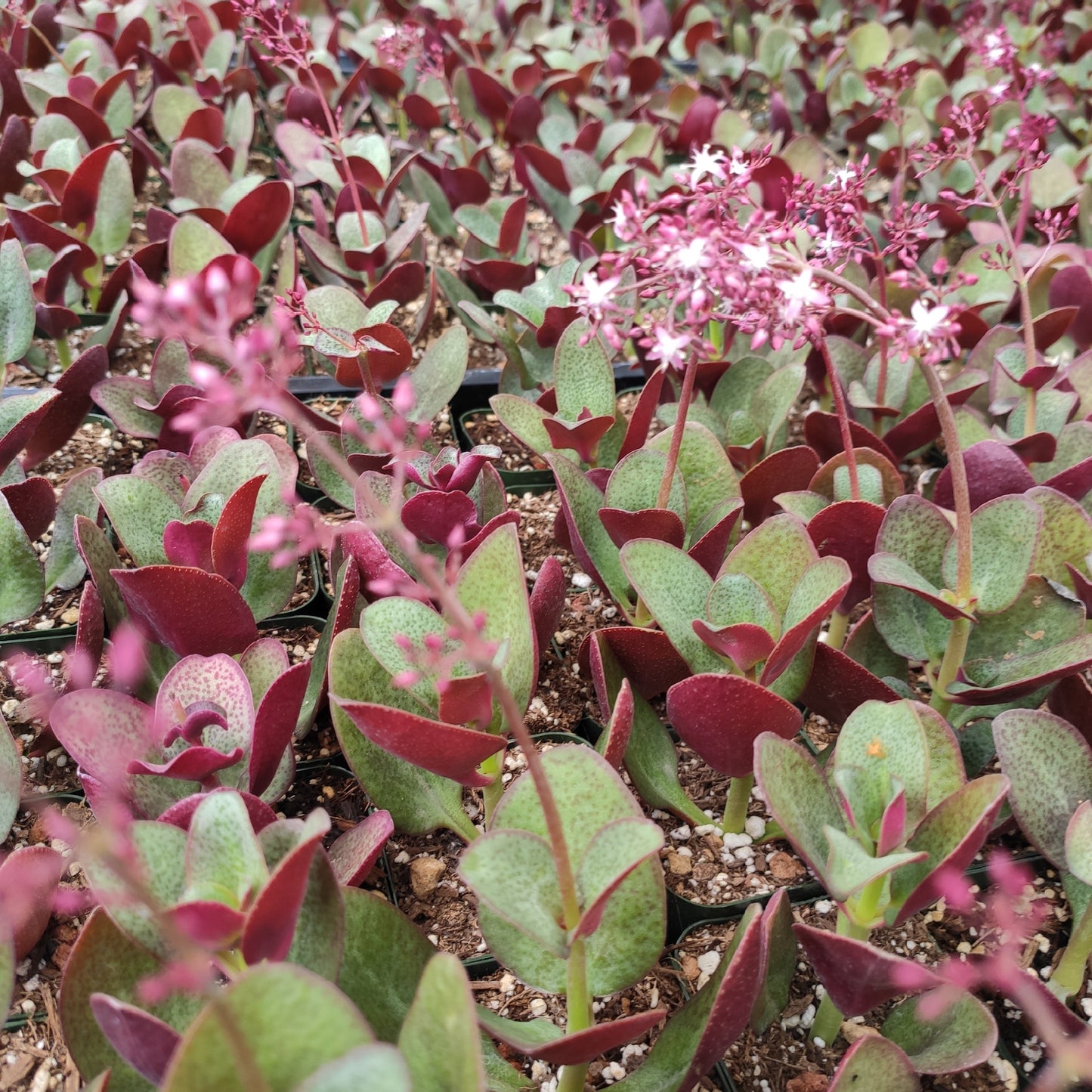 Crassula streyi 'Pondo Cliff'
