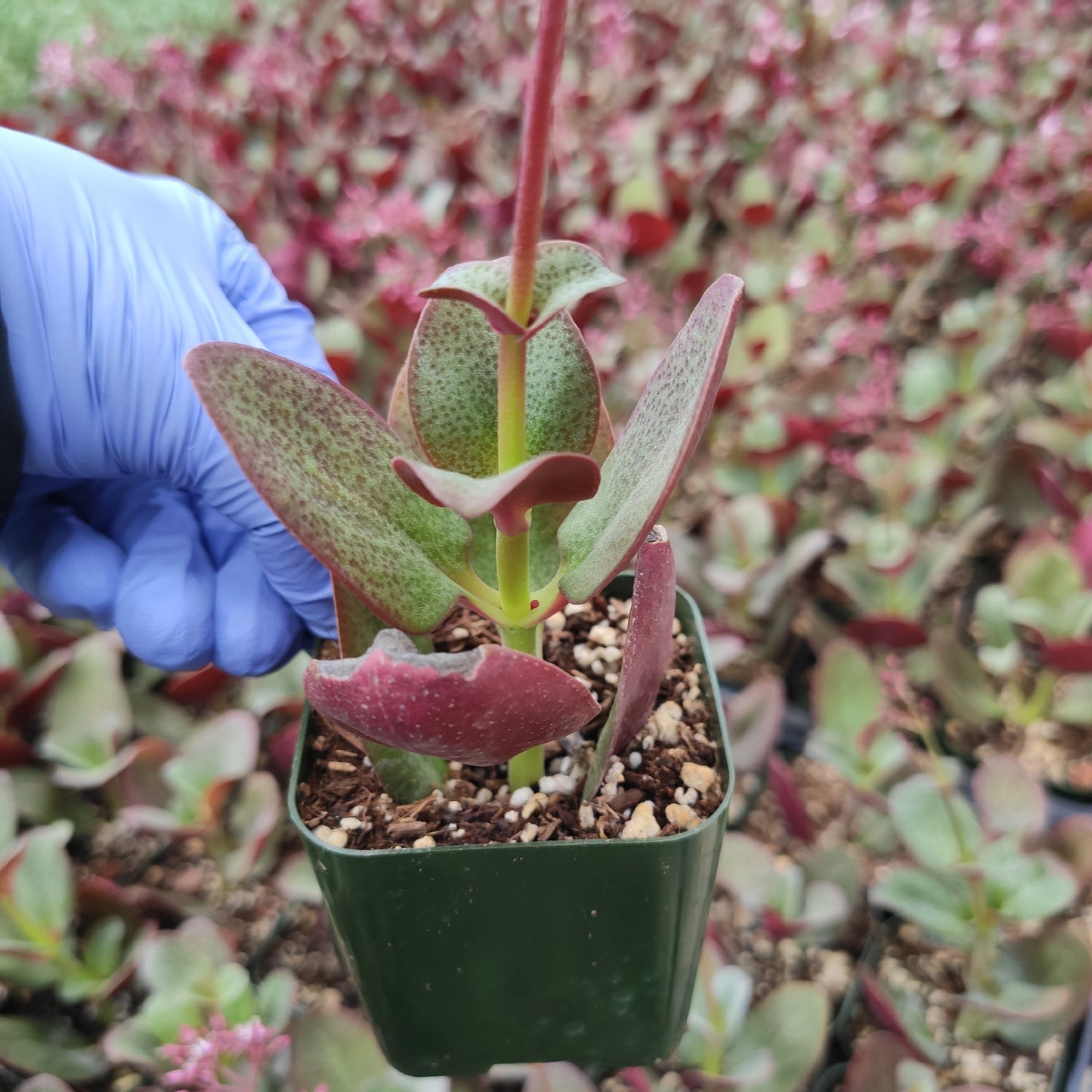 Crassula streyi 'Pondo Cliff'