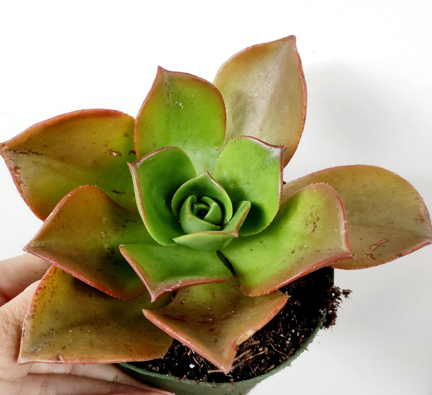 Aeonium nobile