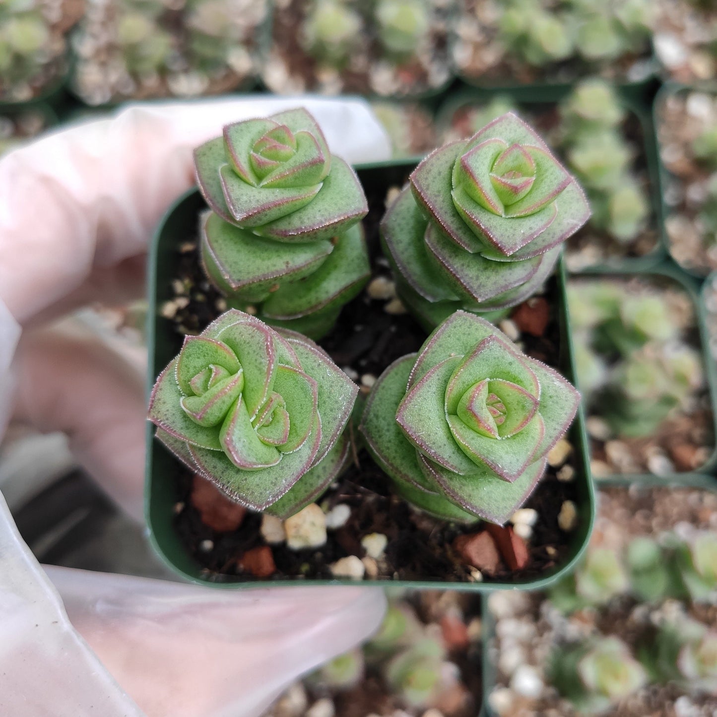 Crassula 'Baby's Necklace'